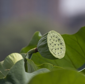 绿色莲叶莲蓬摄影图片